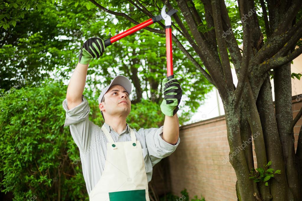 Arborista podando un árbol en un jardín de Madrid en temporada adecuada