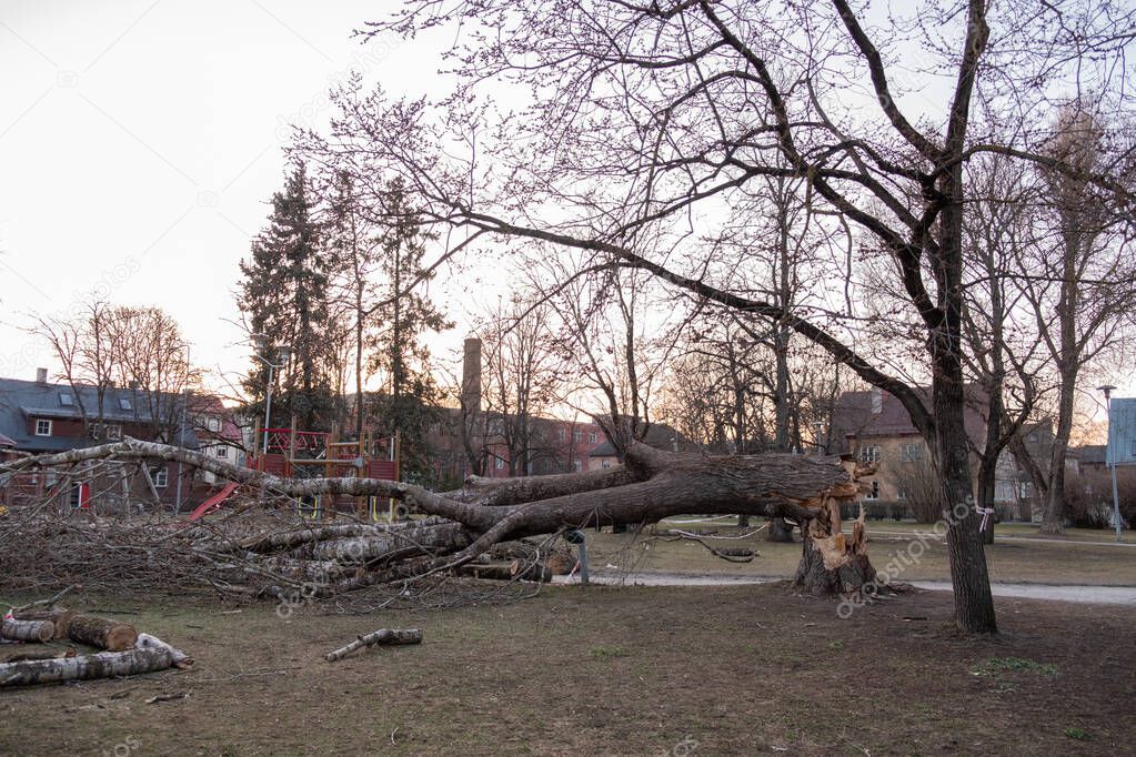 Árbol inclinado con riesgo de caída en una calle urbana