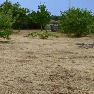 Limpiamos tu terreno en segovia y provincia