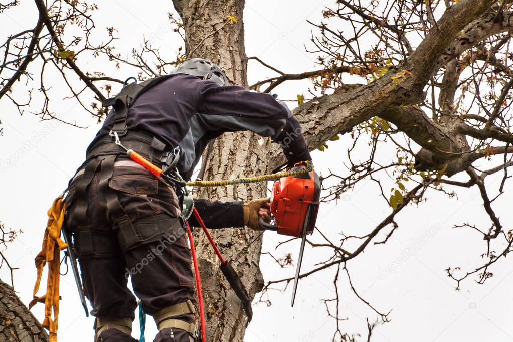 Tala controlada de un árbol grande cerca de viviendas