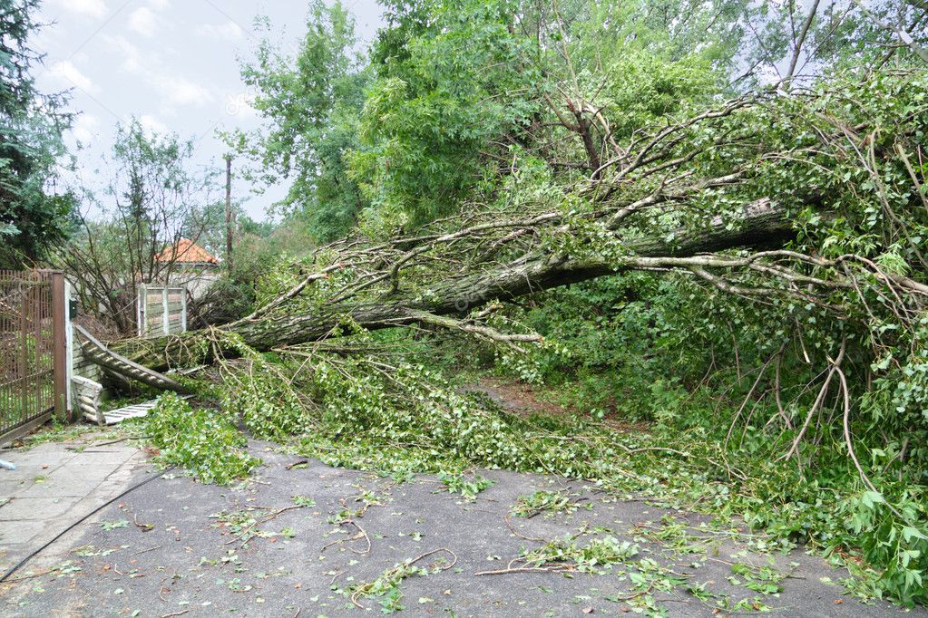 Árbol con ramas dañadas tras una tormenta