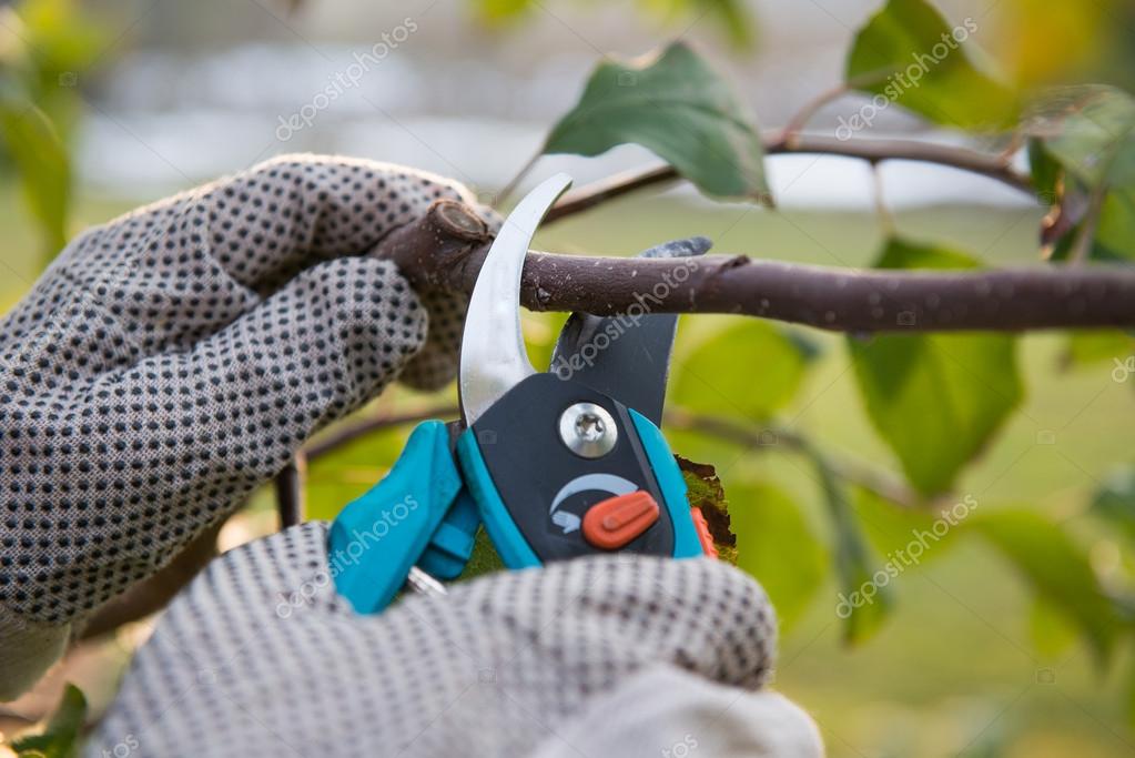 Poda de mantenimiento de un árbol en un jardín