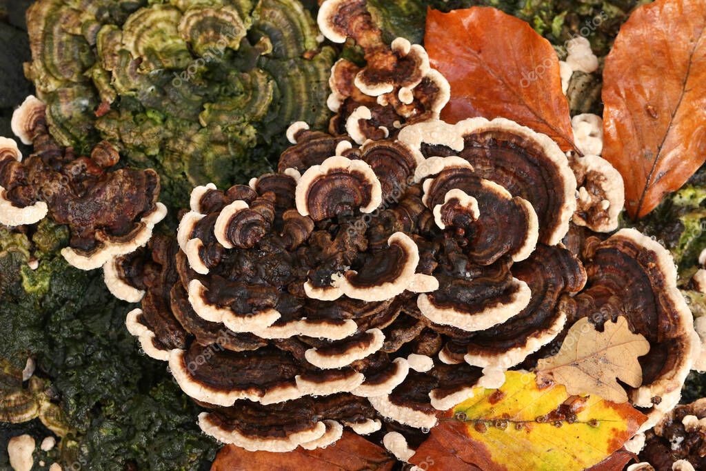 Eliminación de un tocón de árbol con maquinaria