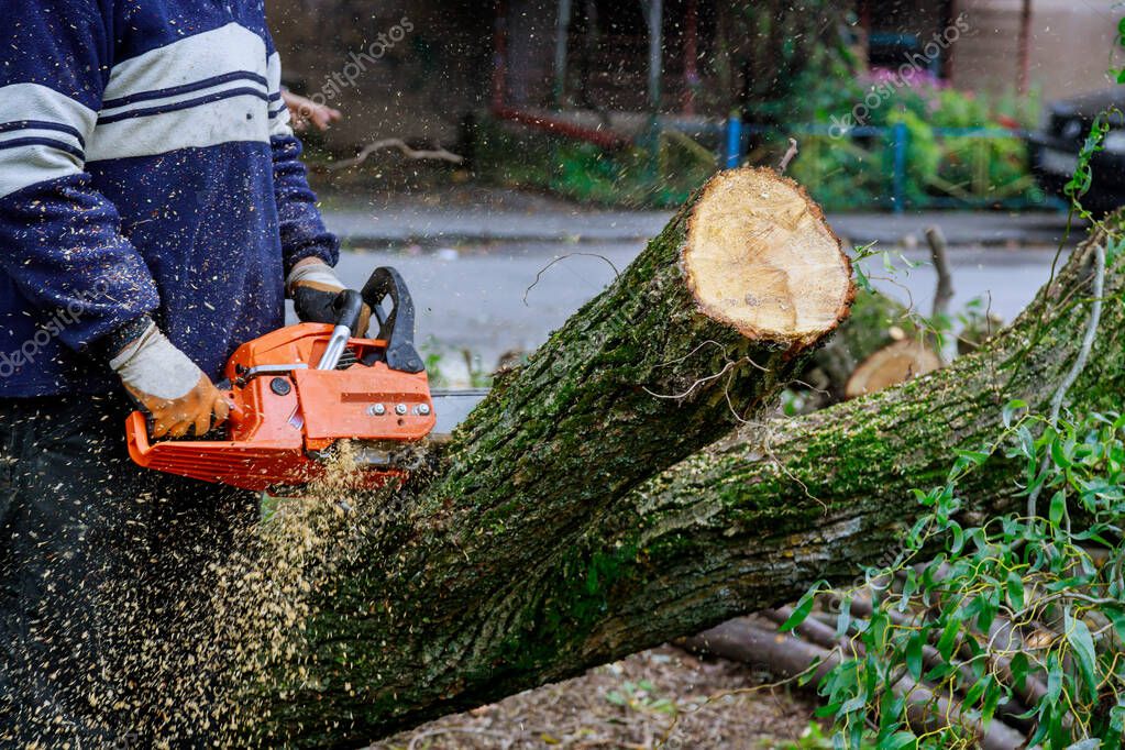 Rama peligrosa sobre una calle atendida de forma urgente