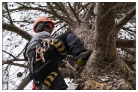 Tala y poda de árboles en altura