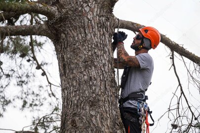 Arborista realizando trabajo de tala y poda en altura con cuerdas en entorno urbano