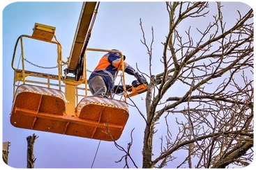Tala y poda en altura Madrid Capital y Provincia de Madrid