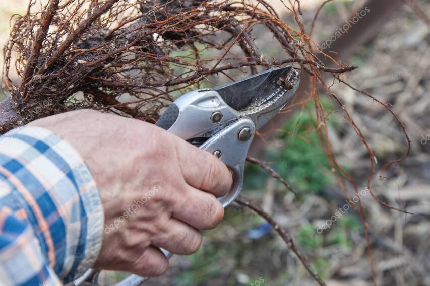 Antes y después de la poda de un árbol en un jardín de Madrid