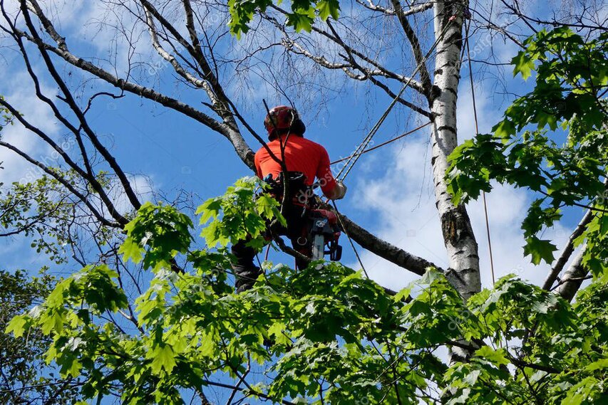 Tala controlada de árbol de gran tamaño junto a edificios en Madrid