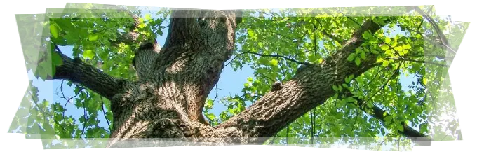 Tala y poda de árboles grandes Ávila Tala y poda en altura