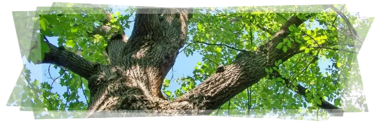 Tala y poda de árboles grandes Ávila Tala y poda en altura