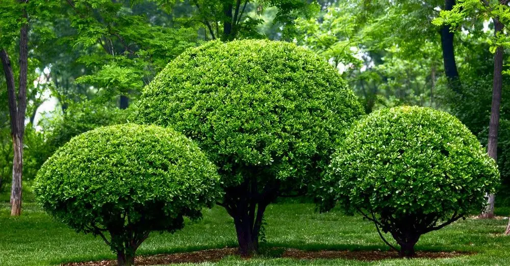 DESBROCE DE FINCAS DESMALEZADO DE PARCELAS