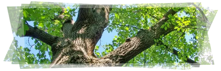 Tala y poda de árboles grandes Ávila Tala y poda en altura