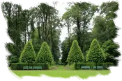 Empresa de tala y podas en altura Desbroces y jardinería